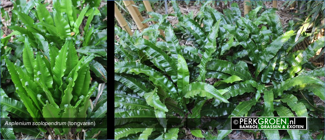 Asplenium scolopendrum  wintergroene tongvaren